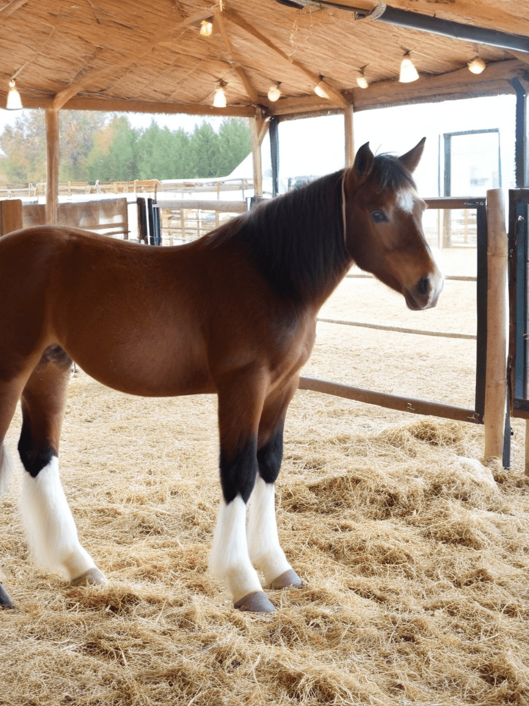 Un enfant sur un poney